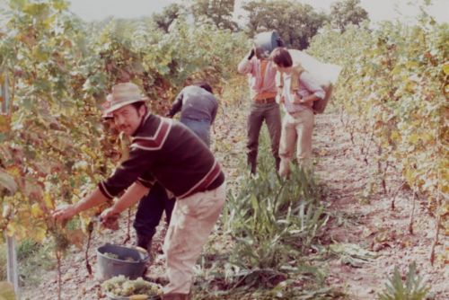 1980_Agriculture_(Alfred_Barthassat) (4)