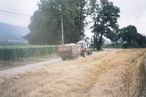 2004_Agriculture_(Alfred_Barthassat) (21)